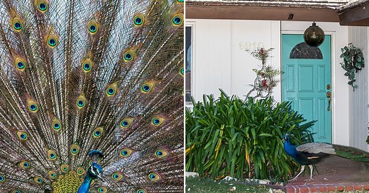 California Has a Peacock Problem