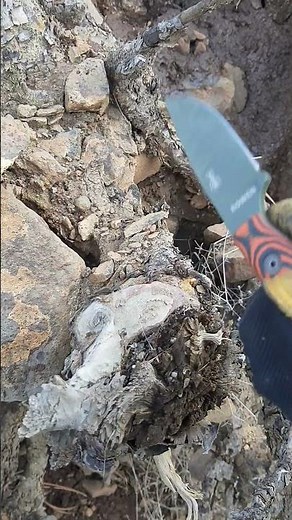 How to Find Fatwood, Fat lighter, lighter wood, pine knot, heart pine