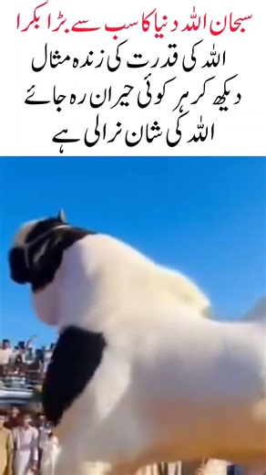 World’s Biggest Goat | Largest Goat Ever Seen in the World