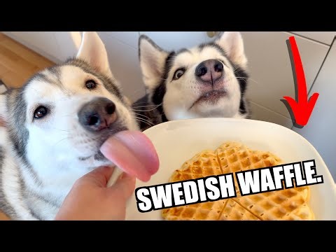 Feeding My Husky Swedish Food...