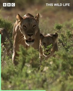 8.7K views · 819 reactions | Two adorable 6-week-old cubs spend time with their multi-generational lion pride 女 | BBC Earth | Facebook