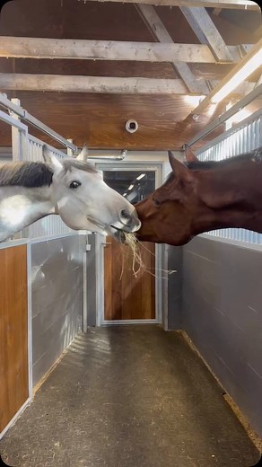Partners in crime … | Julie Wolf
