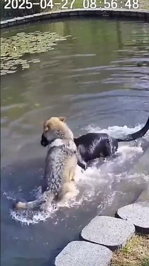 Dog vs Black Panther Fighting Underwater Intense Wildlife Clash #wildlifebattle #fierceanimals