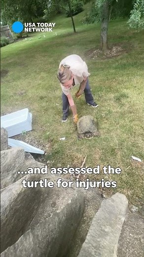 Injured snapping turtle saved by motorists, taken to Ohio Wildlife Rescue