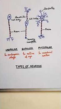 Neurons and their types || Neet Biology # Nervous System #ytshorts