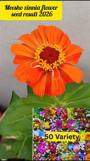 Meesho 50 variety summer flower seeds review! zinnia flower seeds review