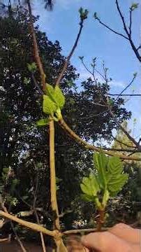 breaba forming on Simp fig tree
