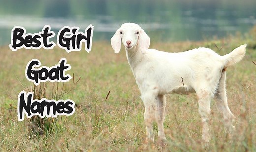70+ Best & Hilarious Goat Girl Names