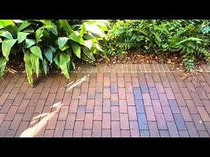 Armadillo hopping around :)