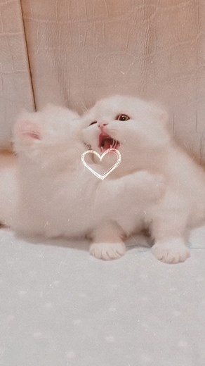 𝗣𝗨𝗡𝗝𝗔𝗕𝗜 𝗦𝗧𝗔𝗧𝗨𝗦 ✪ on Instagram: "TAG ~ 😻🌸❤️‍🩹 || FOLLOW👉🏻 @punjaabi.status"