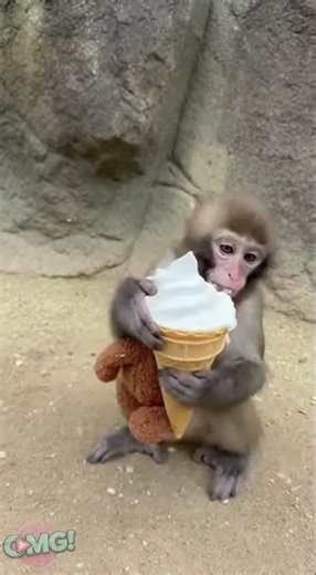 Punch-Kun the monkey gets a sweet treat 😭🍦