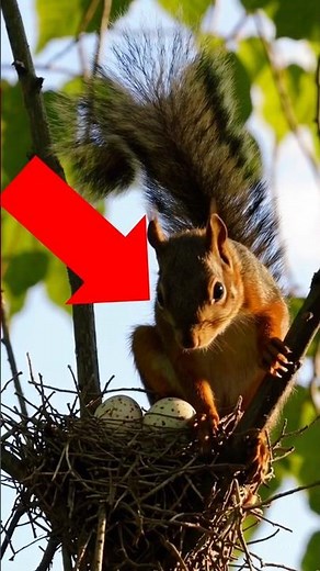 SQUIRRELS Are DEADLY Hunters! Cute But Savage! 🐿️😱