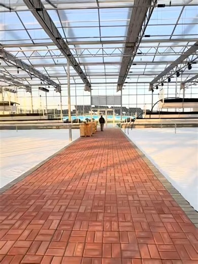 Growing Strawberries in Venlo Greenhouses