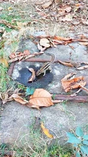 Cute Squirrel Kid Playing | Baby Squirrel Funny Moments | Little Squirrel Nature Video #shorts #cute