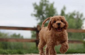 Bad Things About Cavapoos [Problems] - OodleLife®