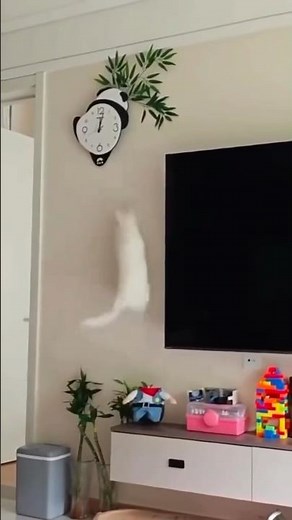 Cats Being Cats: The Funniest Feline Fails and Wins! 🐱✨