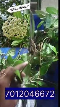 Hoya more than 30 varieties restocked #hoyaplants #combooffersale #plantsale #plantlovers