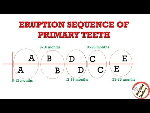 Eruption Sequence of Primary and Permanent Teeth