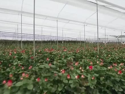 玫瑰是蔷薇目，蔷薇科、蔷薇属多种植物和培育花卉的通称名字。大多密生枝刺，一芽多花，花枝被剪下后花朵会很快萎蔫，最长时间不会超过半小时，花有紫红色、黄色、粉色、白色和各种复色。枝条较为柔弱软垂且多密刺，每年花期只有一次#农业生产#玫瑰花#种植@DOU 小助手