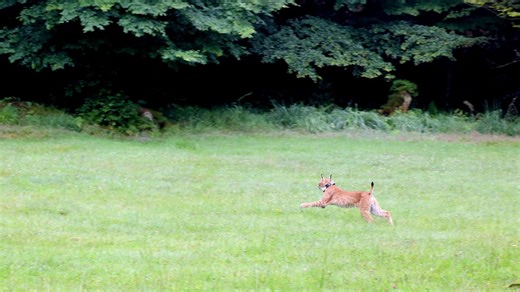 Amira evans only fans leak this lady asks for everything