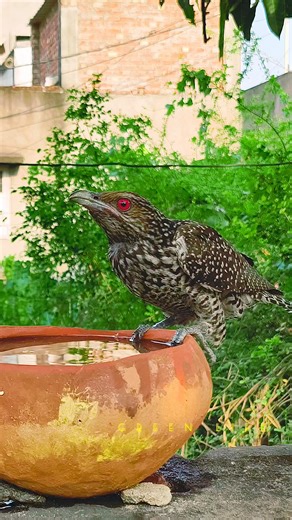 Indian koel drinking water #reels #viralreels #birdlife #fbshorts #birdwatching #fbreels #fbpost2024 #birds | Green Life