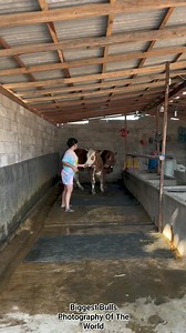 473K views · 1.3K reactions | #sapi #cow #cows #sapilimosin #sapisuper #sapiperah #sapisimental #brahman #redbull #bulls #redbulls #sapiqurban #sapipedaging #sapiku #buffalo #animal #animals #viral #peternak #peternaksukses #australia #swedia #reel #reels #shortvideo #fyp #facebook #family #hewan #halal Biggest Bulls Photography Of The World | Biggest Bulls Photography Of The World | Facebook