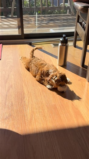 Airplane on Instagram: "Please ensure your window shades are open for departure 🛫 #puppy #dogsofinstagram #cute #puppiesofinstagram #shadow"