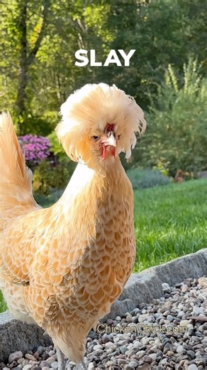 Slay, queen! 🙌 #Polish 🐥 🐥 #backyardchickens #petchickens #chickens #chickenkeeping #chickenyard | The Chicken Chick