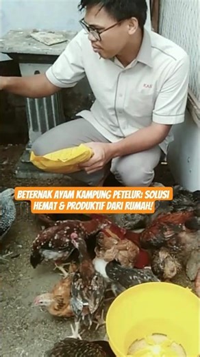 Beternak Ayam Kampung Petelur: Solusi Hemat & Produktif dari Rumah! #mulaibeternak