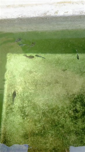 YELLOW TIGER COBRA #cretorseachingsing #OCEANFISHFARM #ကျိုင်းတုံမြို့ #ကျိုင်းတုံမြို့