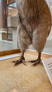 74 reactions | A lot of our historic taxidermy has a bit of that ‘wabi sabi’ | Oxford University Museum of Natural History | Facebook