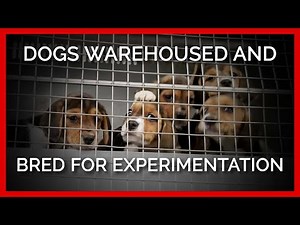 Desperate Dogs Warehoused and Bred in Prison-Like Mill That Sells Them for Experimentation