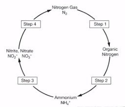 APES 1.5: Nitrogen Cycle Video Notes Diagram