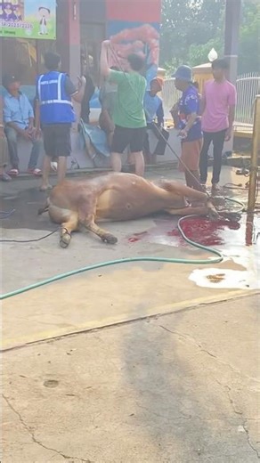 Sembelih sapi #fypシ #shortvideo #trending #sapi