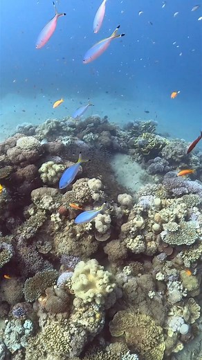 9.8K views · 175 reactions |  Diving with the colorful fusiliers on...