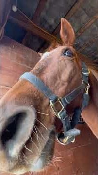 todays barn vlog! do we like?