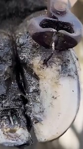 This old nail was jammed deep in her hoof... you won't believe what it took to pull it out 😱🐄 #thehoofgp #hooftrimming #animalcare #HealthyHooves #cows | The Hoof GP