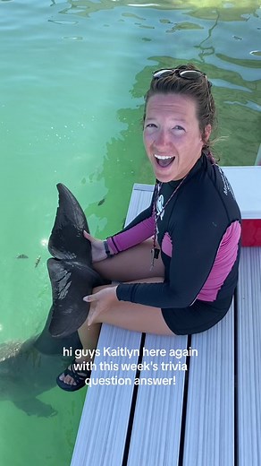 Here is the answer to yesterdays trivia answer! The question was guess the dolphin based of of their tail flukes! If you guessed Roux you would be correct! Check back next week for more dolphin trivia! #dolphin #dolphinconnection #dolphinencounter #dolphinexperience #dolphindiscovery #marinemammaltrainer #dolphintrainer #fyp #floridakeys #marinemammal #fypシ #foryou #foryoupage #viral #trending #education #trivia #dolphintrivia #triviachallenge