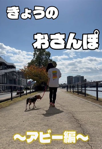 広島ワンズ初のお散歩動画です🐶💖 11月30日にはアビーちゃんのお誕生日抱っこ撮影会もできますのでお待ちしております🥰 📍ここはどこ？ リニューアルした広島駅から市電で約10分🚃 駐車場無料のゆめタウン広島にあります！ ご予約不要で買い物などのついでに寄ってみやすいいぬカフェです🐶 🛜Wi-Fi完備でお買い物途中の休憩にもおすすめ どんなカフェ？ 可愛らしい小型犬から元気な中型犬まで人懐こい子ばかり🩷 キッズスペースができたので小さいお子様でも安心して過ごせます🚼 #fyp #犬カフェ #散歩 #犬好きと繋がりたい #ビーグル