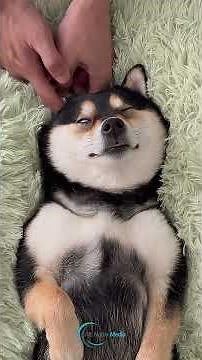 Groom Like a PRO! Expert Shiba Inu Styling Secrets