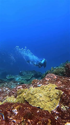 Diving in Komodo 🎥: @rijal_komodo_sea | Diving Specials
