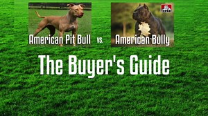 APBT vs. American Bully - A buyer's guide