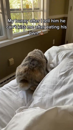 He’s dramatic #rabbit #rabbitsoftiktok #bunny #bunnycare #pets #Petsoftiktok #freeroam #freeroambunn | Blue & Penny