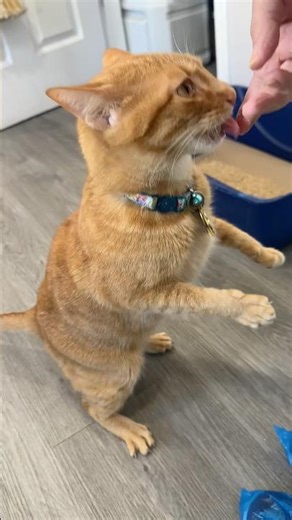 Turns out Kepler’s actual breed is a Tabbysaurus Rex 🦖 #getyourrescueon #cat #adopt