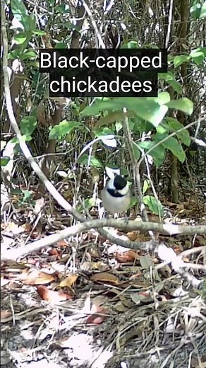 Black-capped Chickadees Explore around the Burrow