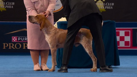 2025 NDS: American English Coonhound