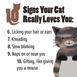 9.4K views · 154 reactions | 10 Signs Your Cat Loves You | The Power of Happy | Facebook