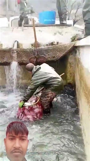 A fisherman moves fish from a pond using a net.