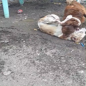 626K views · 6.6K reactions | Dog fighting | Wild Africa Adventure | Facebook