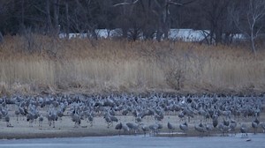 118K views · 4.5K reactions | During their spring migration, 200,000...